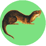 An otter superimposed on a green disc